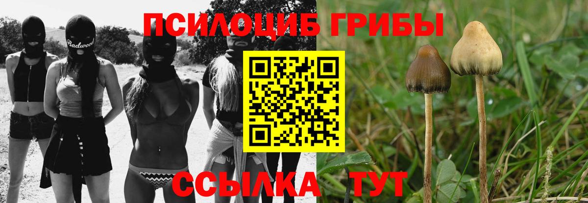 Богданович  Псилоцибиновые грибы Cubensis  Вход с VPN 